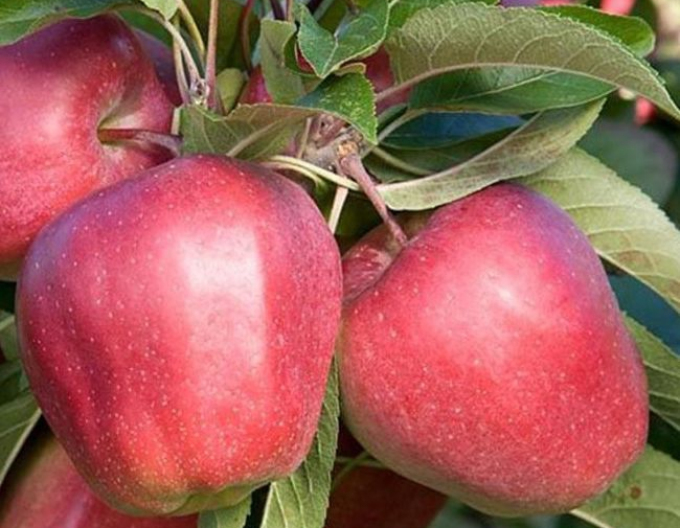 Apfelbaum Gloster auf M26, cont. 5l