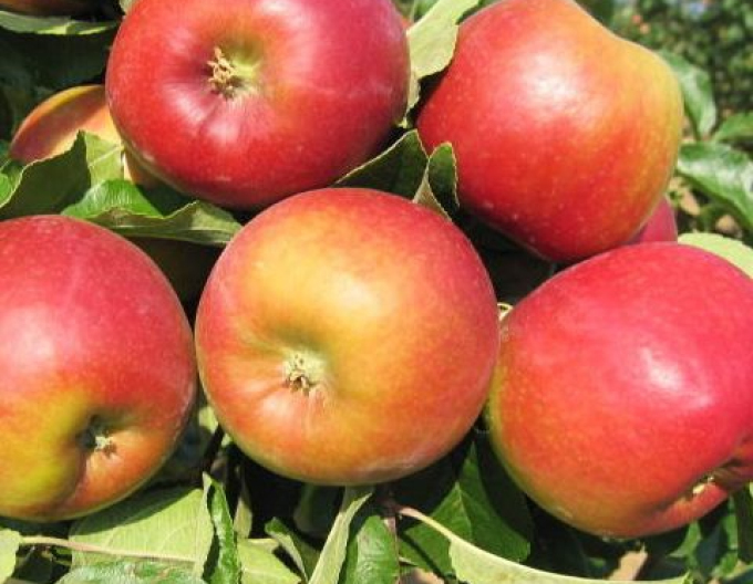 Apfel Mio, auf MM106, wurzelnackt