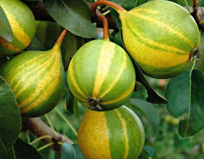 Birne ´Schweizer Hose´, auf Quitte, Cont. 5l