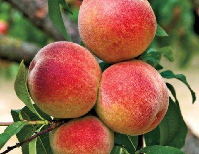 Pfirsich Elberta auf GF677, wurzelnackt