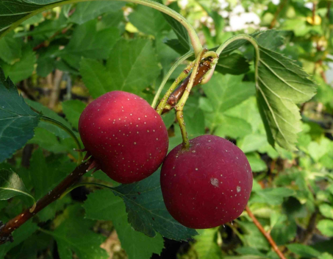 Oskoruša Jablková, sub. Oskoruša Sämling, freilebend.