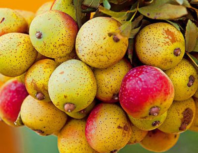 Oskoruša Hrušková, sub. Oskoruša Sämling, freilebend.