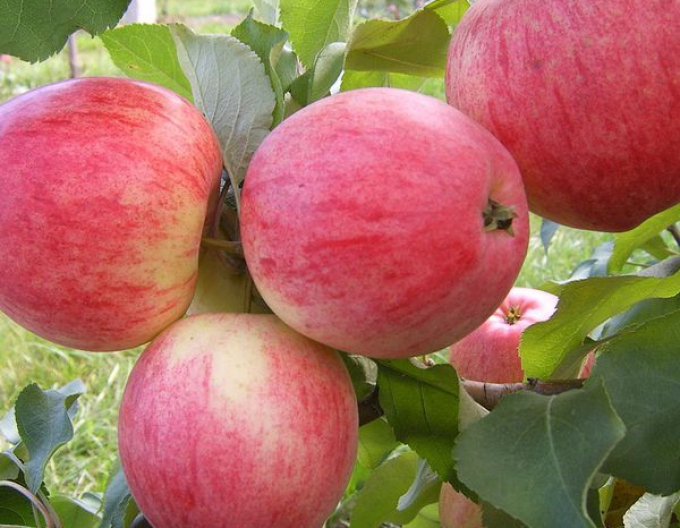 Apfelbaum Spartan Winter