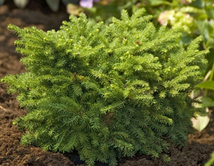 Serbische-Fichte Karel