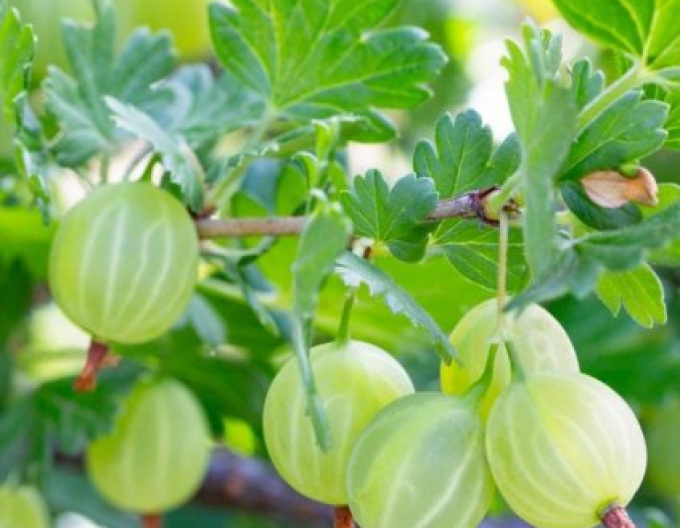 Stachelbeere Hinnonmaki Green - Stämmchen, wurzelnackt