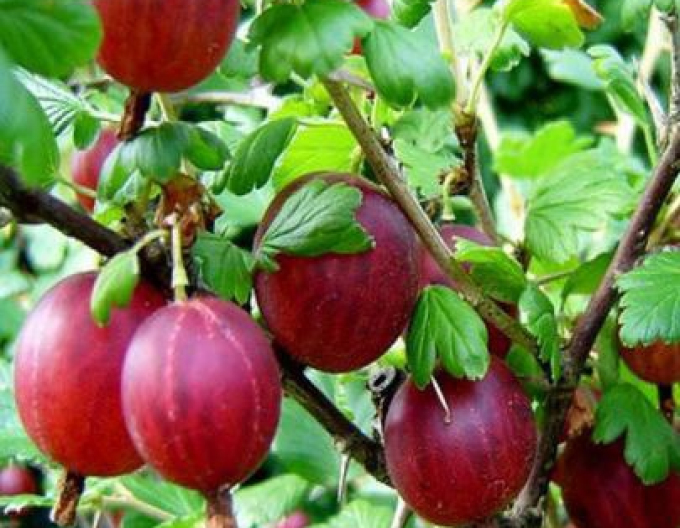 Stachelbeere Hinnonmaki Rot, Hochstämmchen, cont. 2l