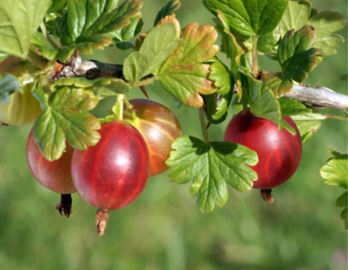 Stachelbeere Pax, Hochstämmchen, wurzelnackt