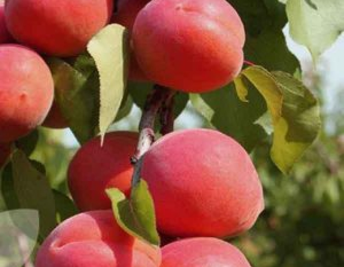 Pfirsich Regina Halbhartholz