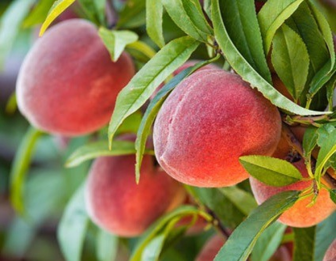 Pfirsich Tebana spät