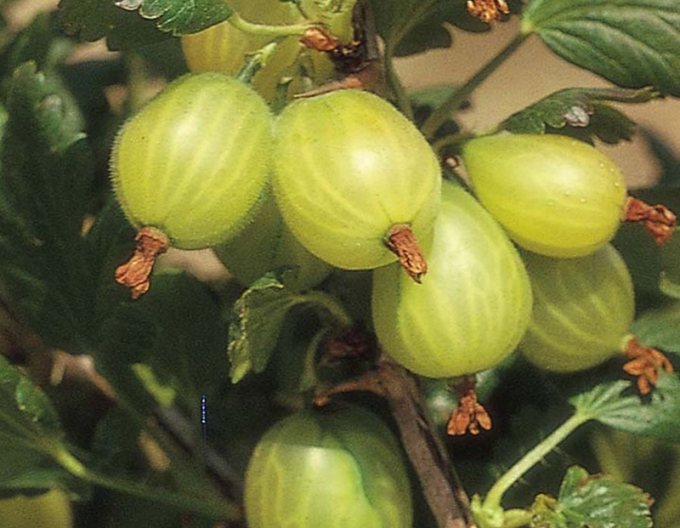 Weiße Stachelbeere "Invicta", Hochstämmchen,  2l