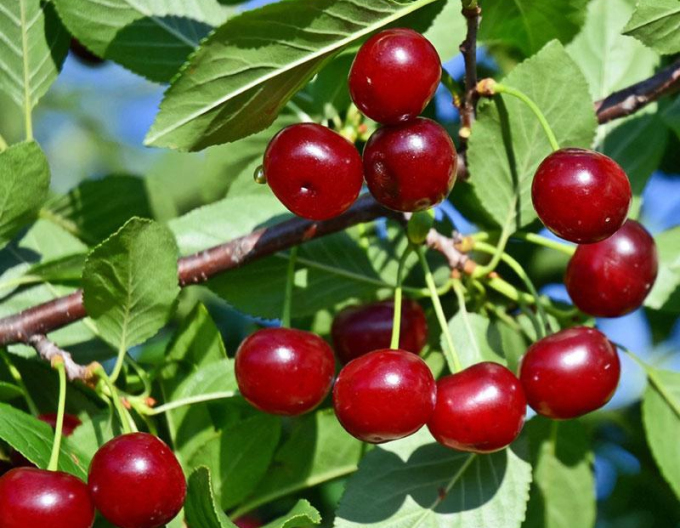 Prunus Carmine Jewel