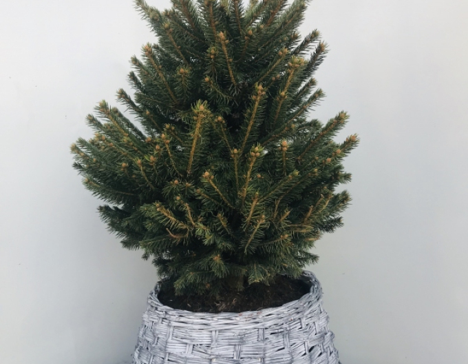 Weidenkorb weiß-grau