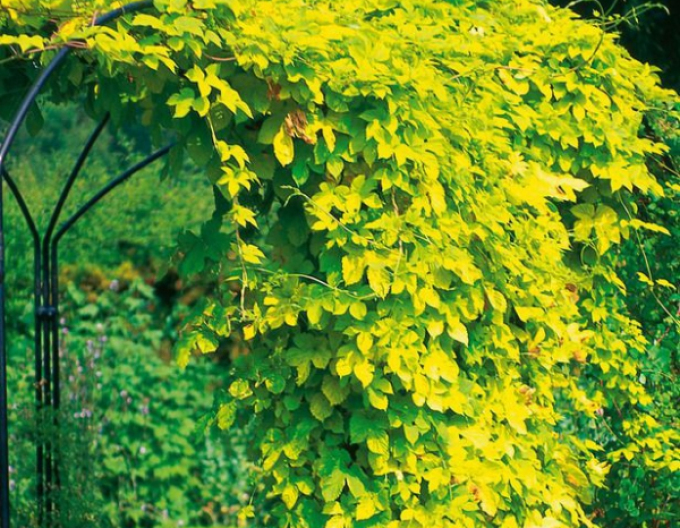 Wilder Hopfen Aureus