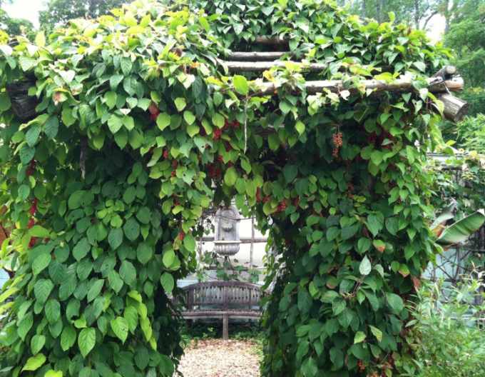 Chinesische Vitalbeere