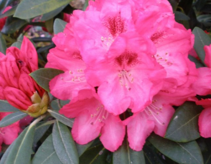 Rhododendron Sneezy