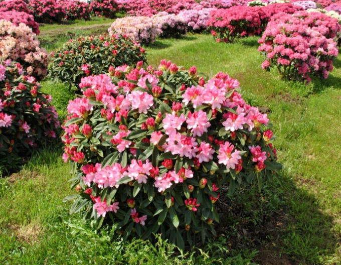 Rhododendron Sneezy