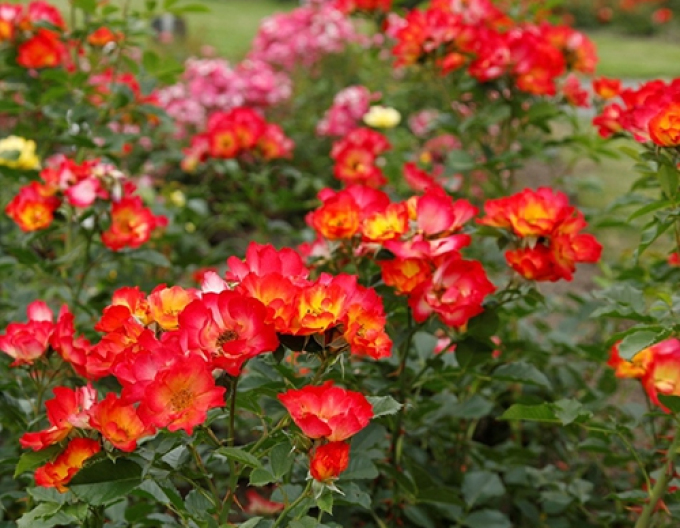 Rose Sommer der Liebe