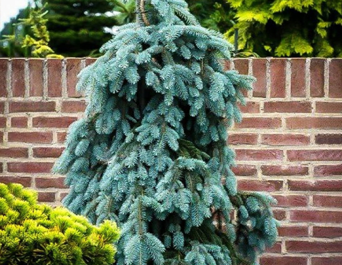 Weißfichte The Blues