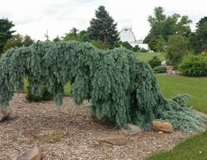 Weißfichte The Blues