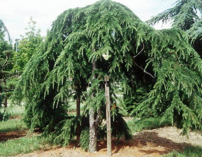 Himalaya-Zeder Pendula
