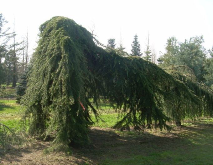 Himalaya-Zeder Pendula