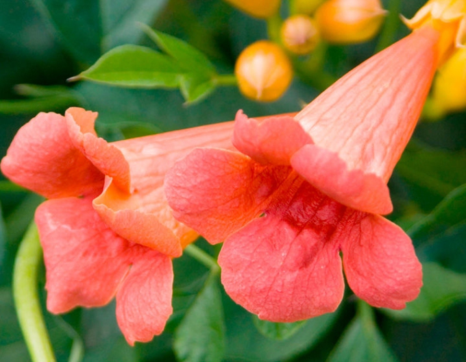 Trompetenblume Madame Galen