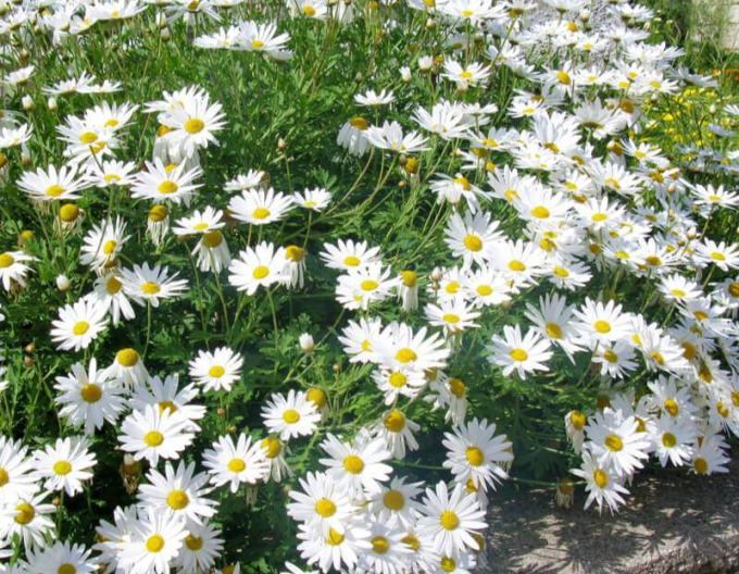 Wiesen-Margerite May Queen