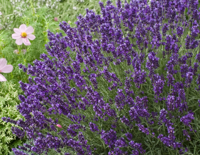 Lavendel Hidcote Blue