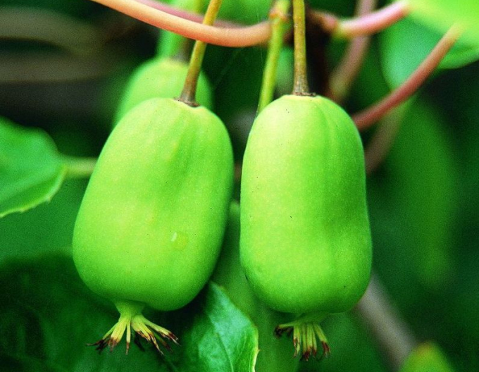 Mini-Kiwi Issai - selbstbefruchtende