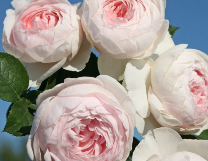 Rose Herzogin Christiana