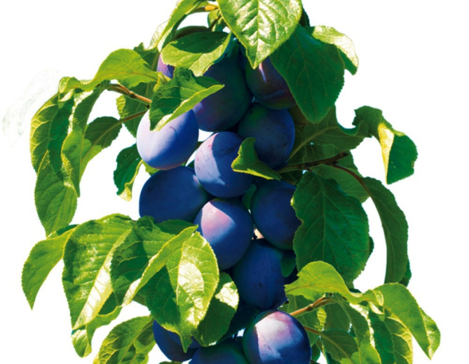 Säulenpflaume Fruca, sub. Myrobalan, Forts. 5l