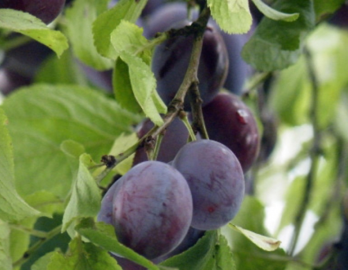 Säulenpflaume Fruca, sub. Myrobalan, Forts. 5l