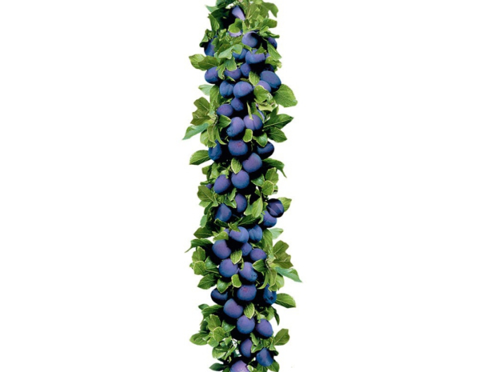 Säulenpflaume Imperial, sub. Myrobalan, frei.