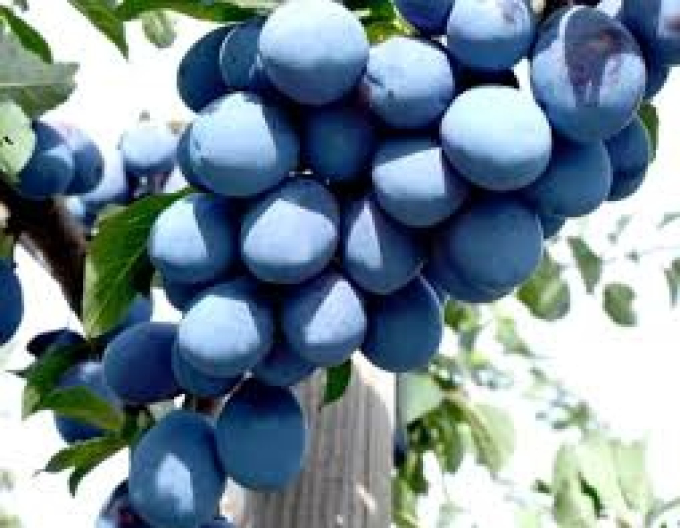 Säulenpflaume Imperial, sub. Myrobalan, frei.