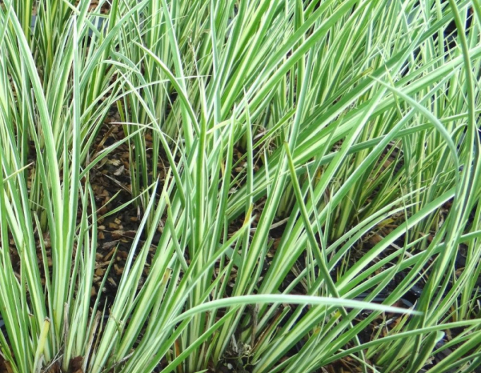 Kalmus Argenteostriatus