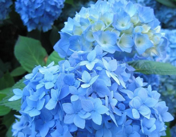 Hortensie großblättrig Nikko Blue