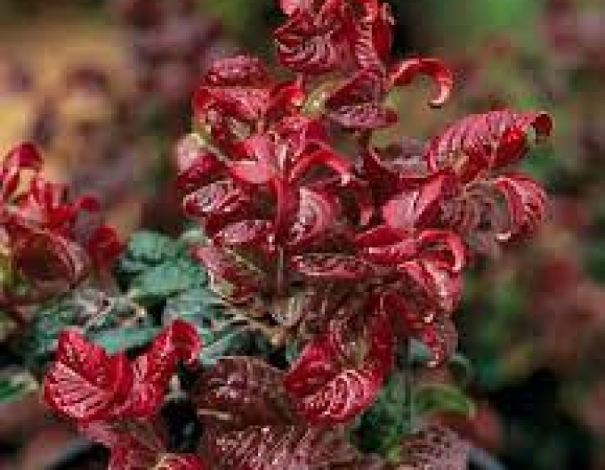 Leukote axillaris Curly Red