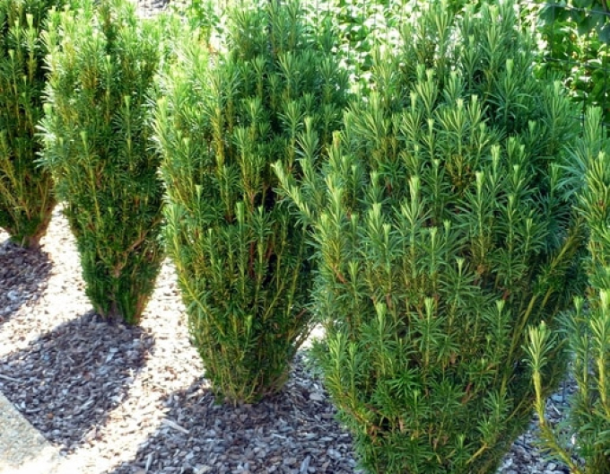 Cephalotaxus harringtonia ’Fastigiata’