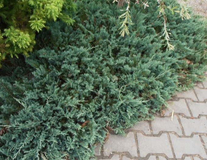 Teppichwacholder Wiltonii