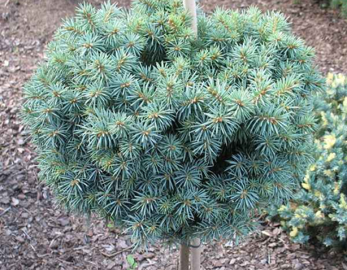 Fichte Pali - Stämmchen