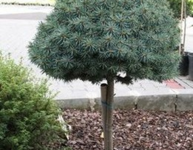 Fichte Pali - Stämmchen