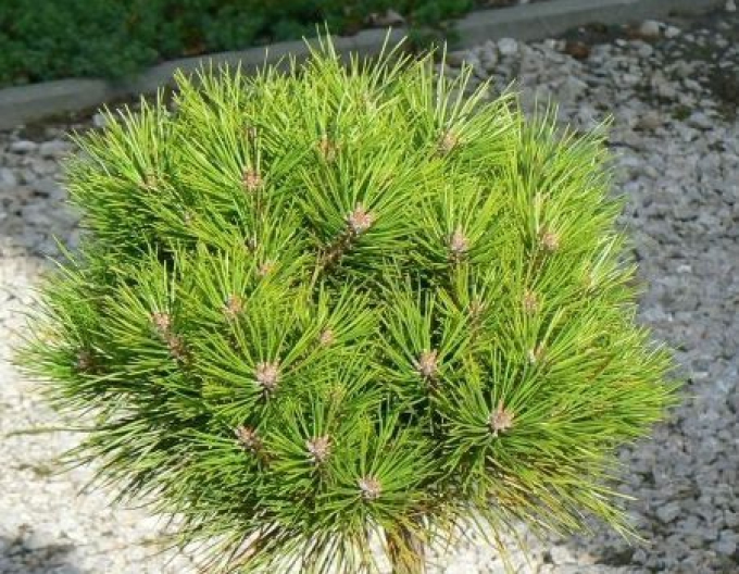 Schwarzkiefer  Brepo