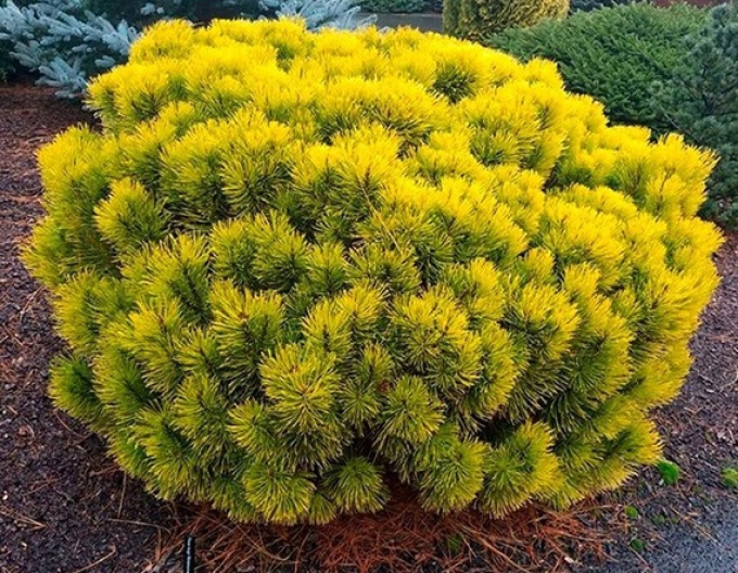 Carstens Wintergold Latschenkiefer