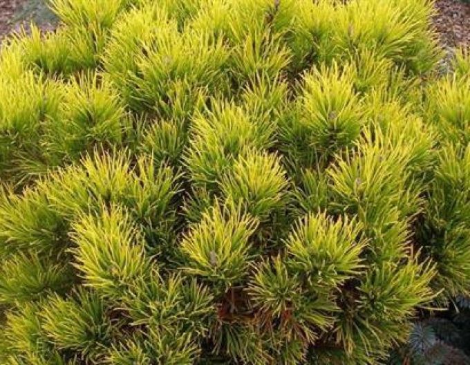 Carstens Wintergold Latschenkiefer