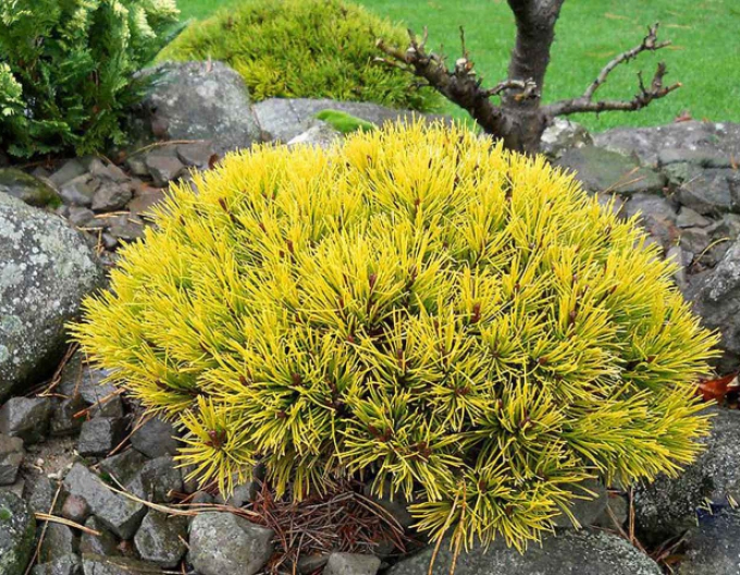 Latschenkiefer Wintergold