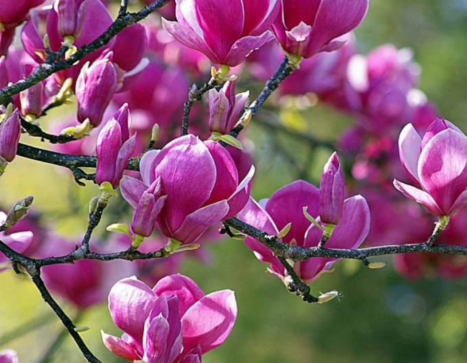 Magnolie Schwarze Tulpe