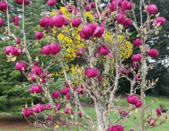 Magnolie Schwarze Tulpe