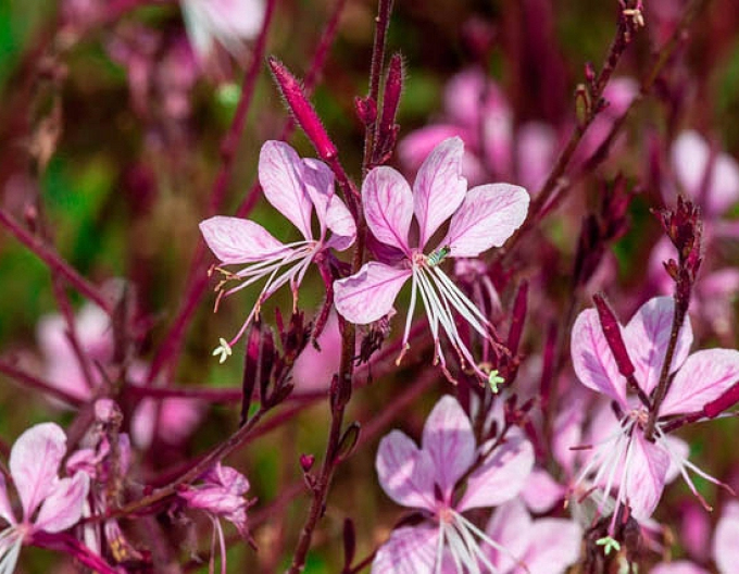 Gaura Siskiyou Rosa