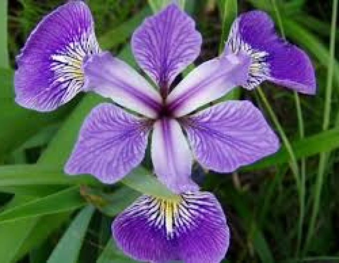 Iris Versicolor Gerald Darby