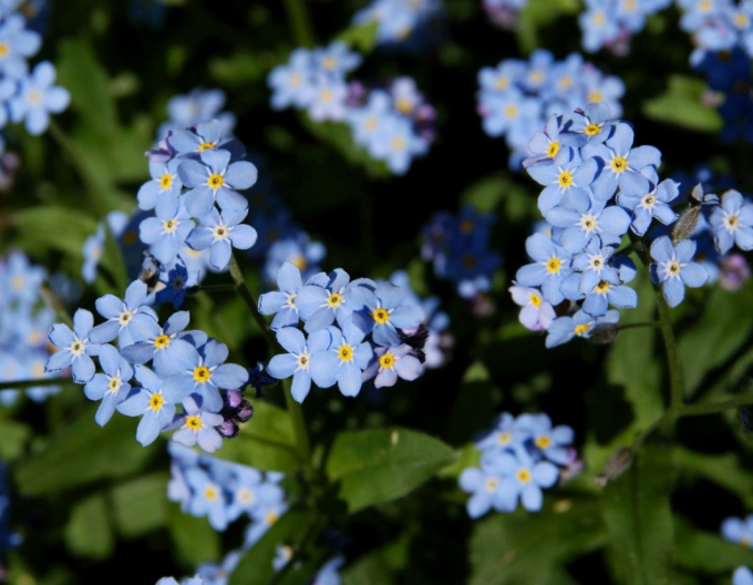 Sumpfvergissmeinnicht